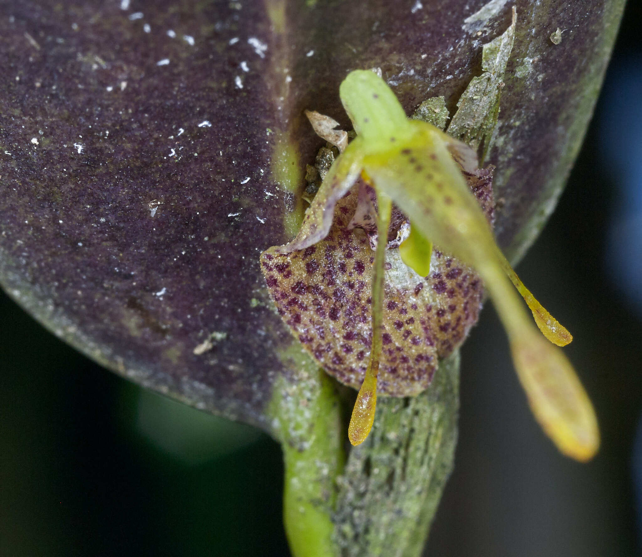Restrepia muscifera 